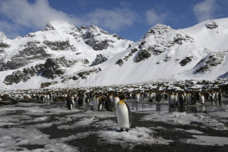 IMG_9718c.jpg - King Penguin (Aptenodytes patagonicus)